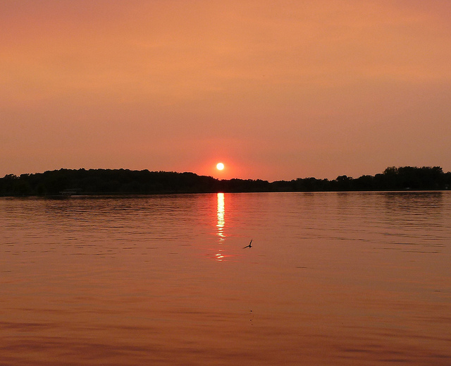 Bug catching at sunset