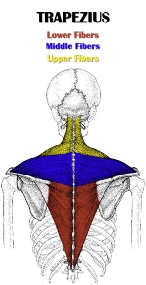 Nursing a painful shoulder blade.